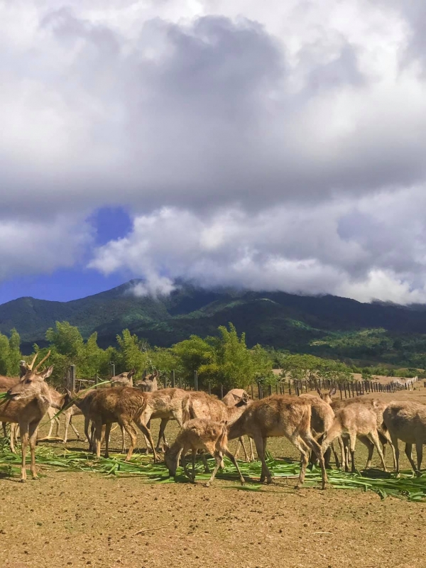 Camarines Sur: Deer Farm and Hibiscus Garden